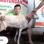 aqiqah di Cirebon terpercaya