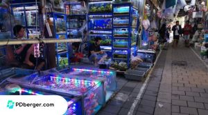 toko ikan hias semarang terlengkap
