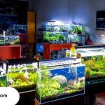 Toko Aquarium di Bandung Terlengkap
