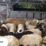 Aqiqah di Malang Terbaik, Terenak, dan Sesuai Syariat
