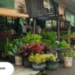 toko bunga terlengkap di jakarta barat