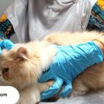 dokter hewan di palembang murah